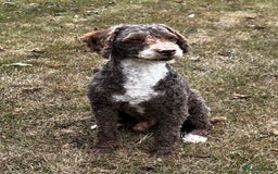 Miniature Poodle dogs for stud: Miniature Poodle KC Reg Fully DNA Health Tested  in Radstock - Image 3