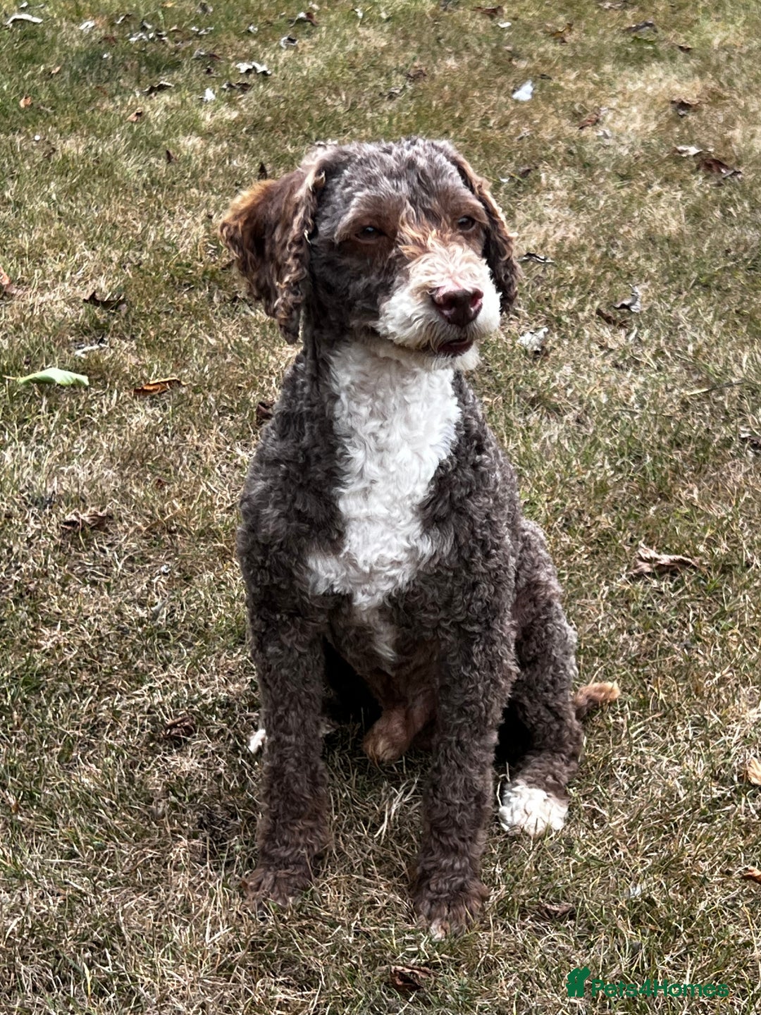 Miniature Poodle dogs for stud: Miniature Poodle KC Reg Fully DNA Health Tested  in Radstock - Image 3