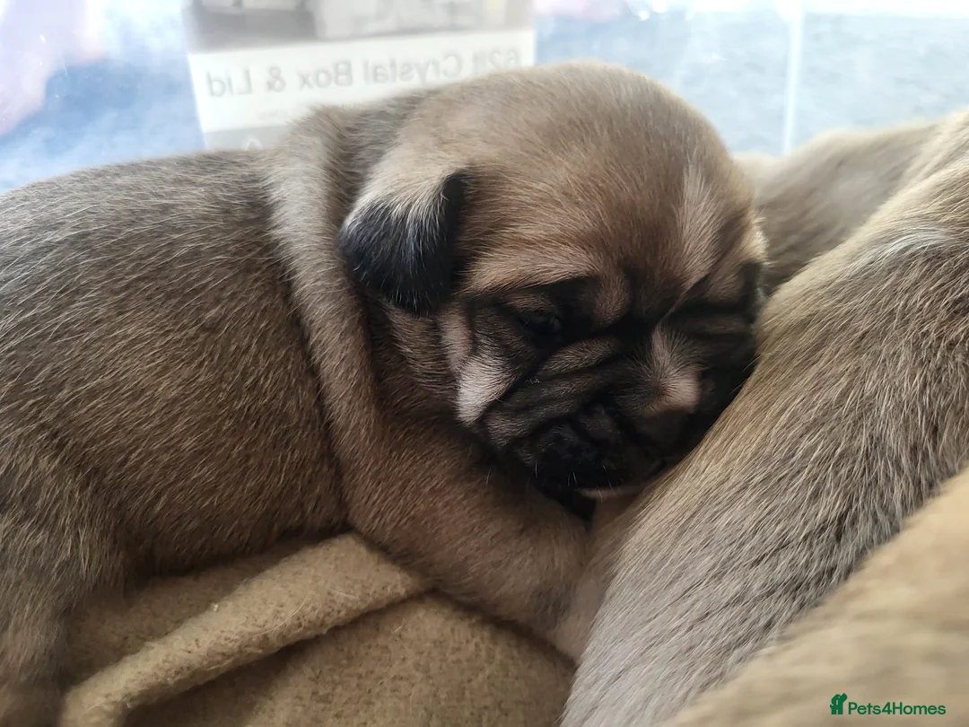 Frug dogs for sale: 7 beautiful frug puppies  - Advert 12