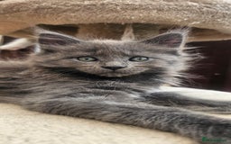 Maine Coon cats for sale: Purebred Maine Coon kittens from pedigree parents  in Lichfield - Image 2