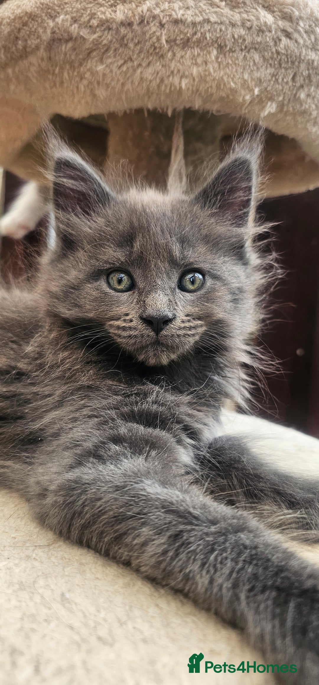 Maine Coon cats for sale: Purebred Maine Coon kittens from pedigree parents  in Lichfield - Image 2