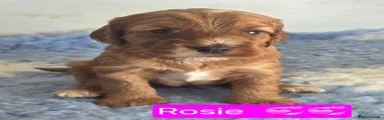 Rosie