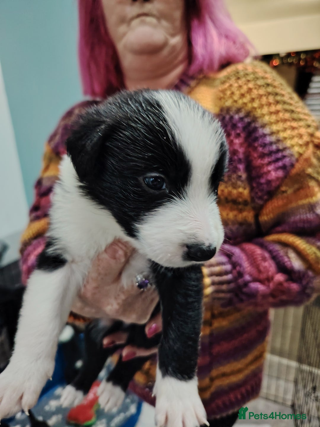 Border Collie dogs for sale: Border collie and blue merle  - Advert 8