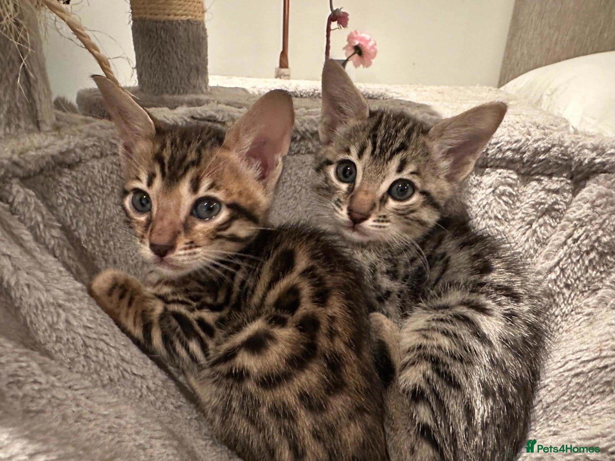 Bengal cats Stunning Snow Bengal x Savannah Kitten  - Advert 2