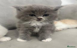 Scottish Fold cats for sale: Scottish fold straight kittens medium/long hair - Image 14