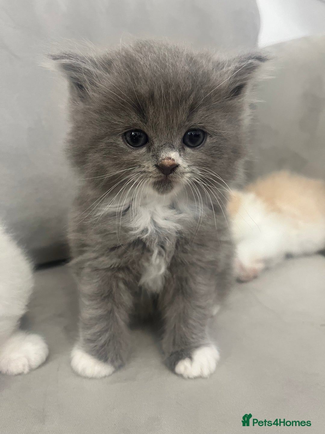 Scottish Fold cats for sale: Scottish fold straight kittens medium/long hair - Image 14