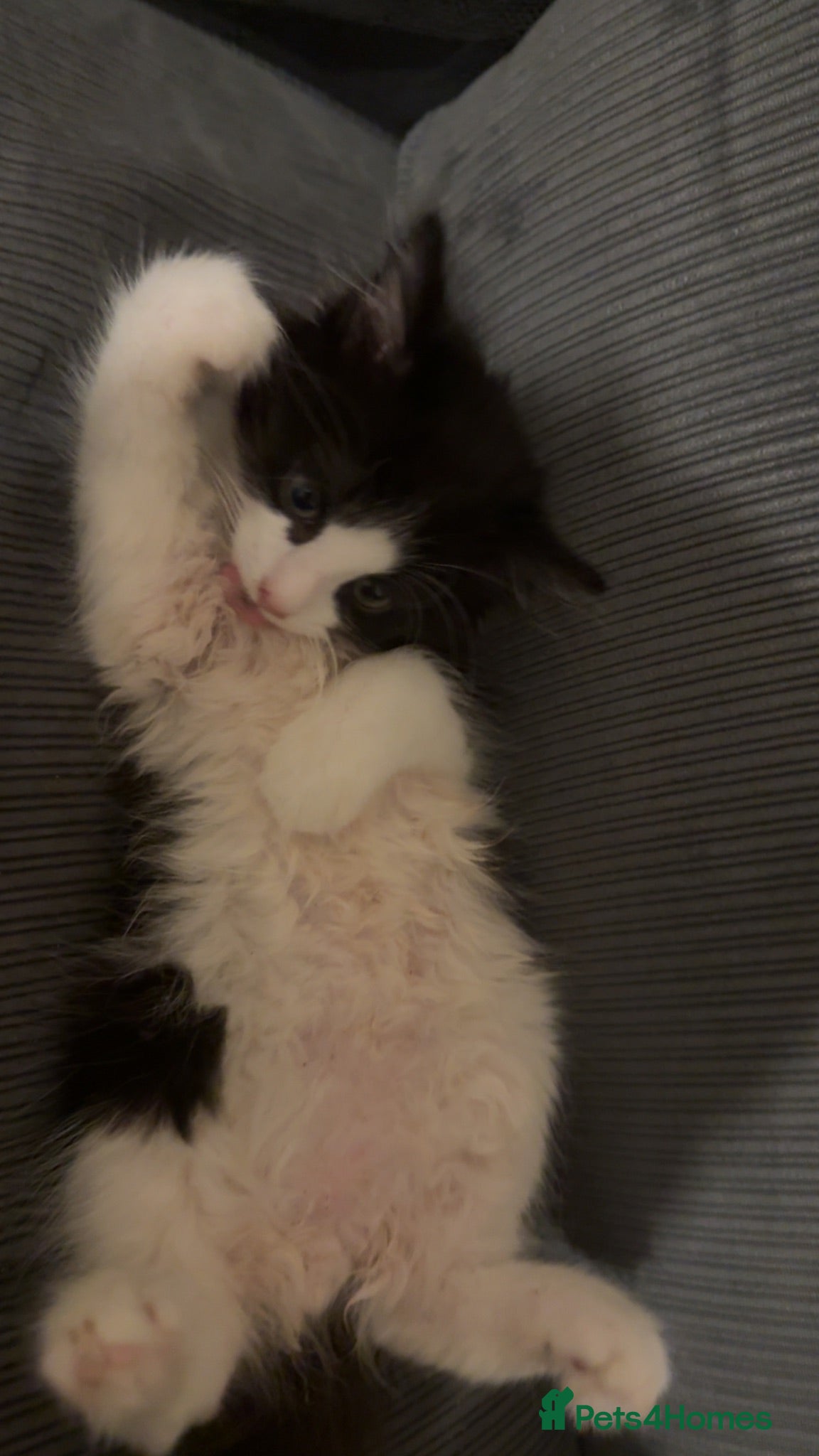 Mixed Breed cats Mix breed tuxedo kitten - Advert 1