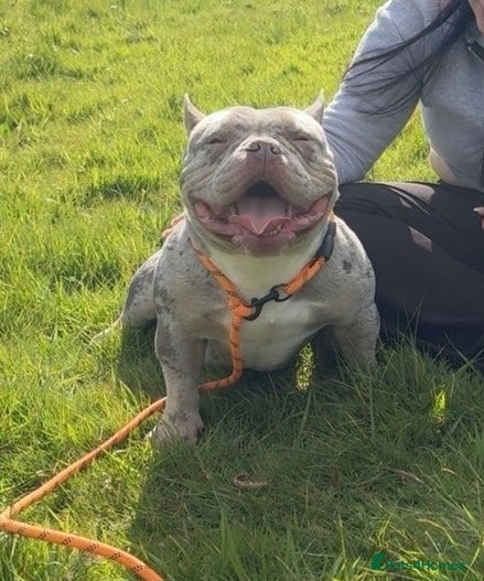 American Bully dogs for sale: Micro Bully  - Advert 2
