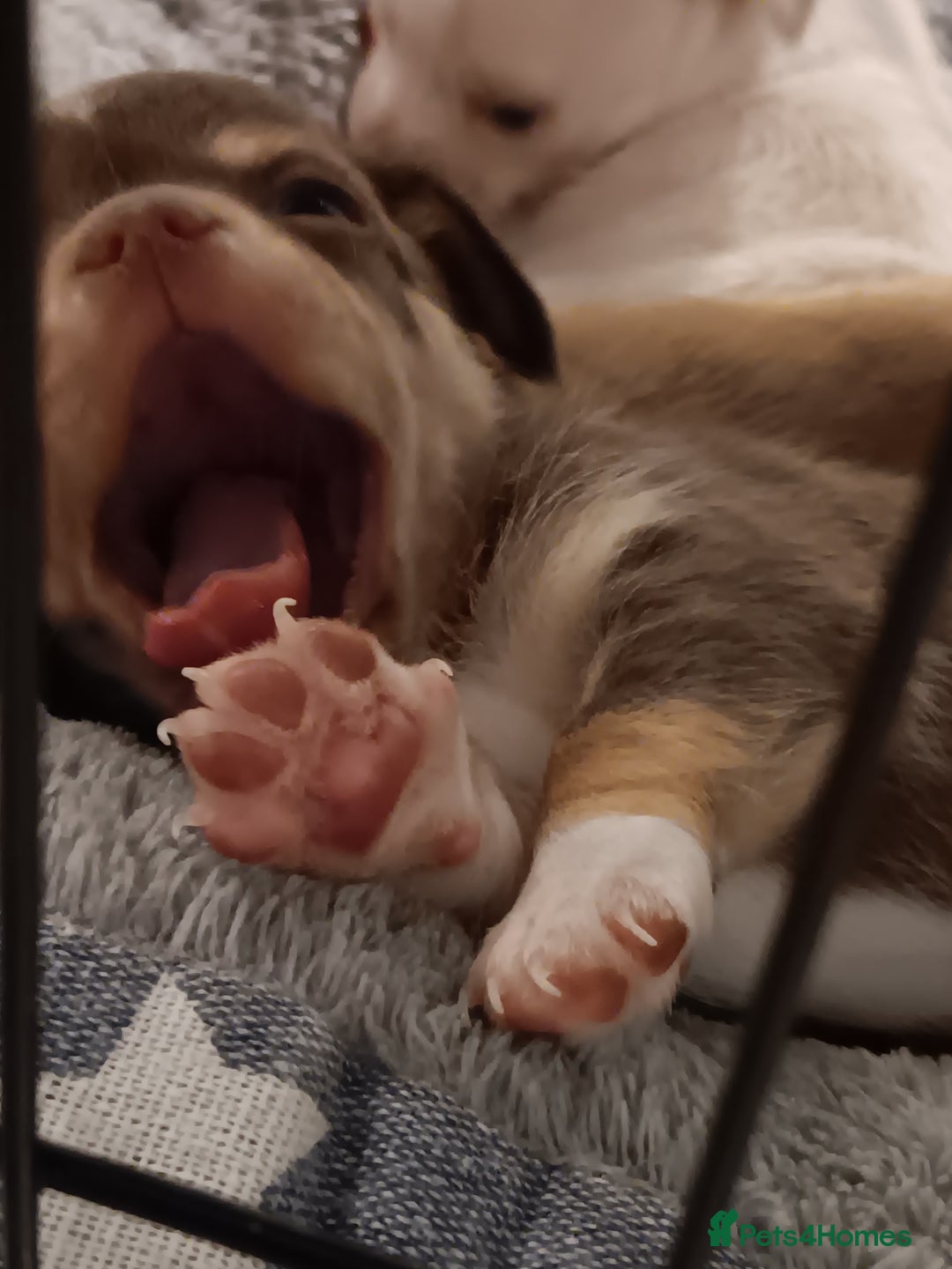 Chihuahua dogs for sale: Chihuhua pups - Image 21