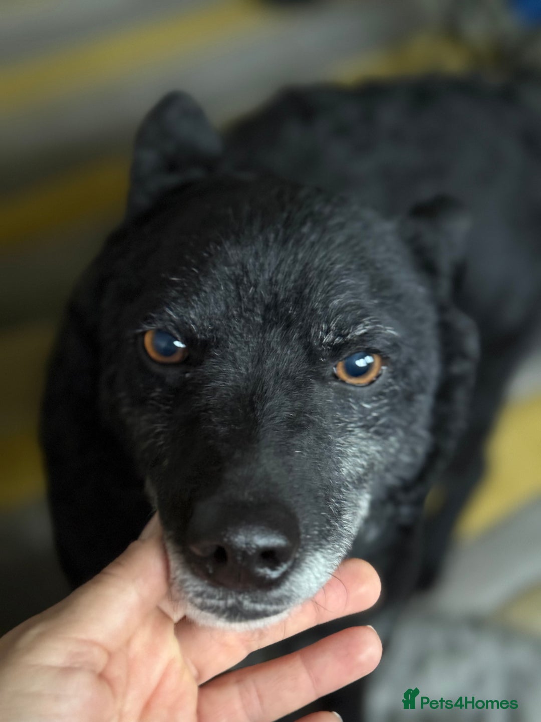 Mixed Breed dogs for adoption: Sweet Romeo Looking for LOVE - Advert 5