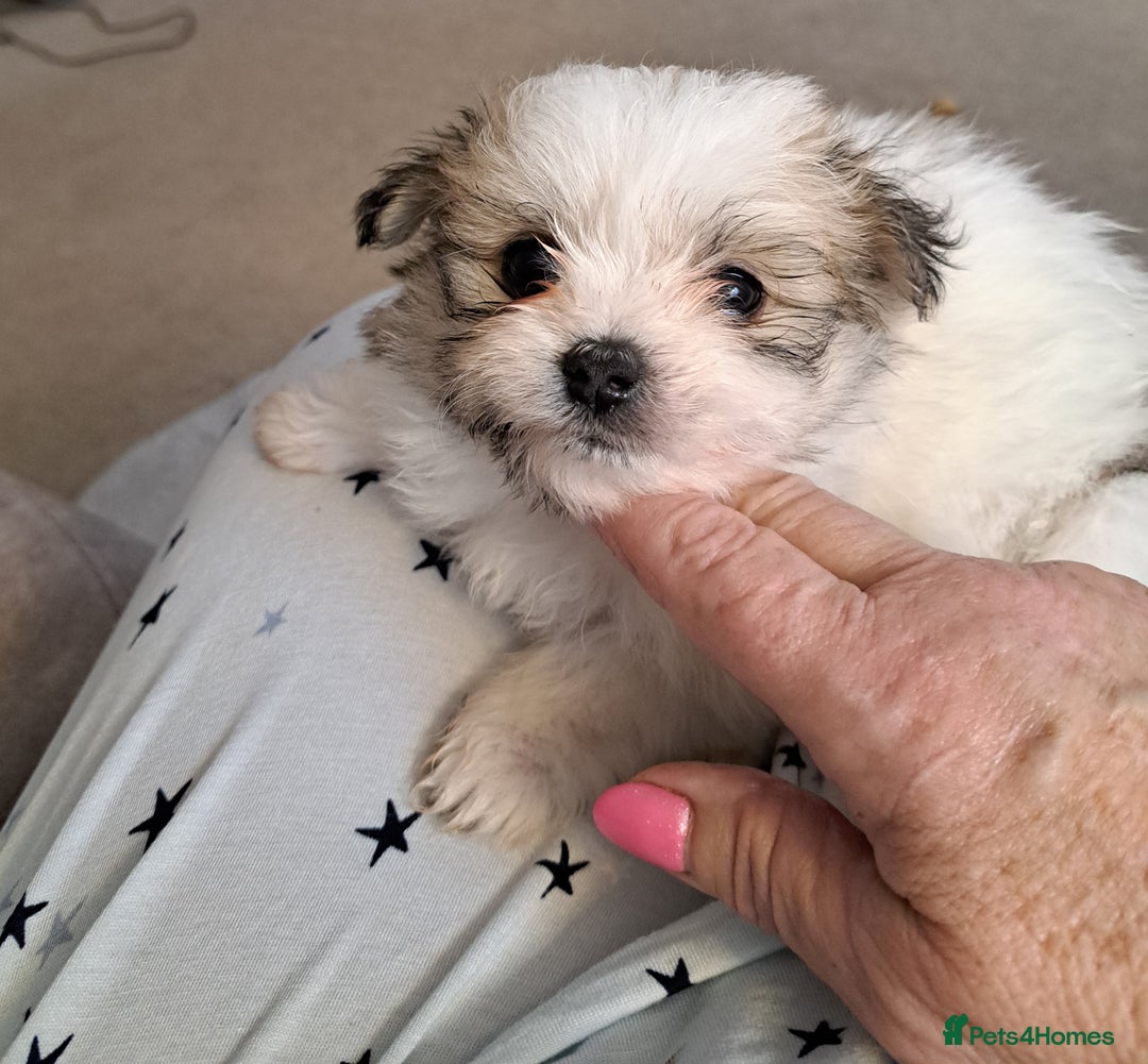 Mixed Breed dogs for sale: Beautiful Pomchon puppies FOR SALE - Image 5