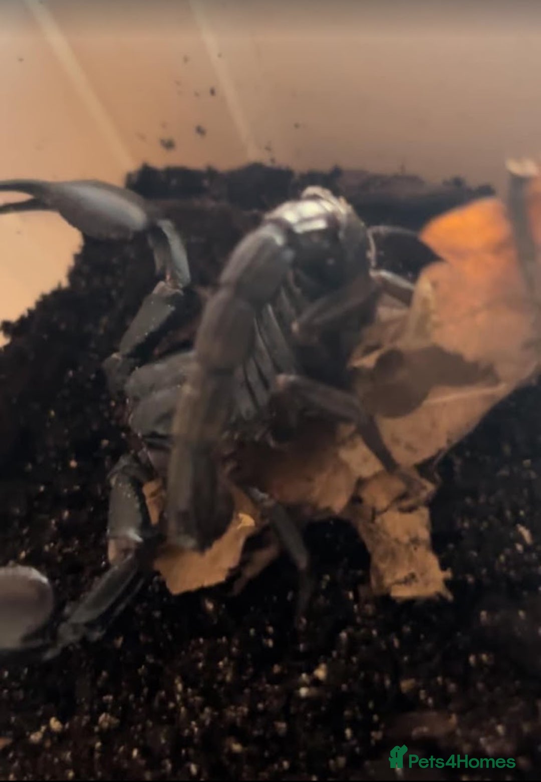 Scorpions invertebrates for sale: X4 Asian Forest Scoripons - Image 2