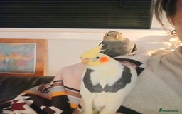 Cockatiels birds for sale: 💛 Pair of Cockatiels. Butters & Bagel 💛 - Image 18