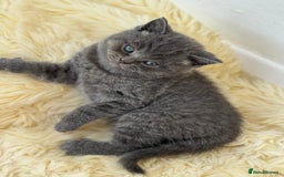 British Shorthair cats for sale: British Short Hair Kittens  - Image 8