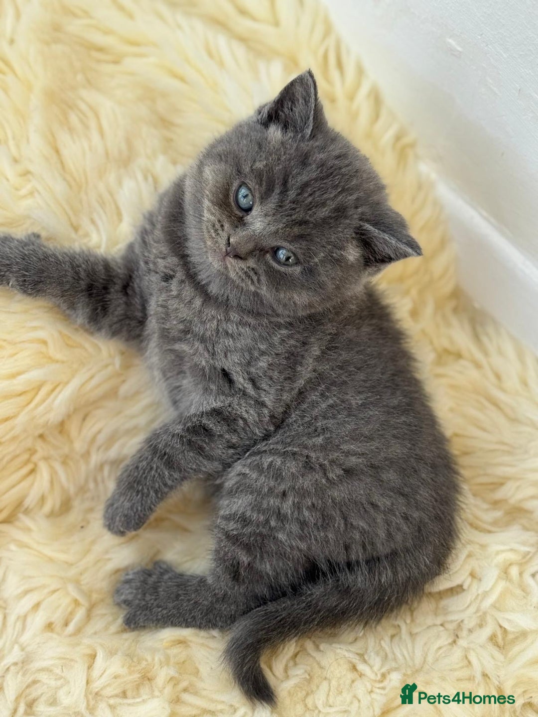 British Shorthair cats for sale: British Short Hair Kittens  - Image 8
