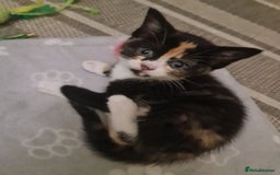 Bengal cats for sale: ** Stunning 😍 2 kittens left ** - Advert 7