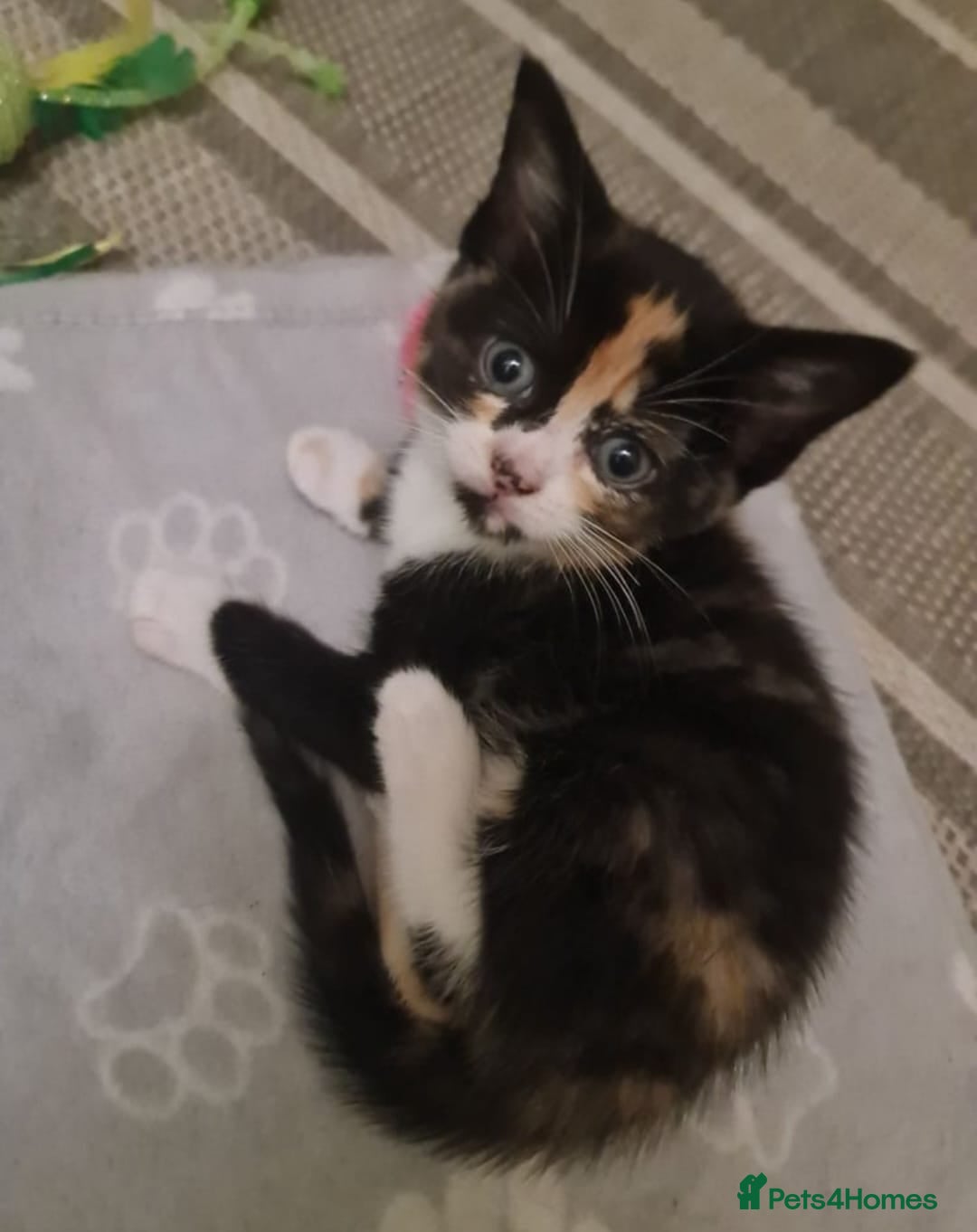 Bengal cats for sale: ** Stunning 😍 2 kittens left ** - Advert 7