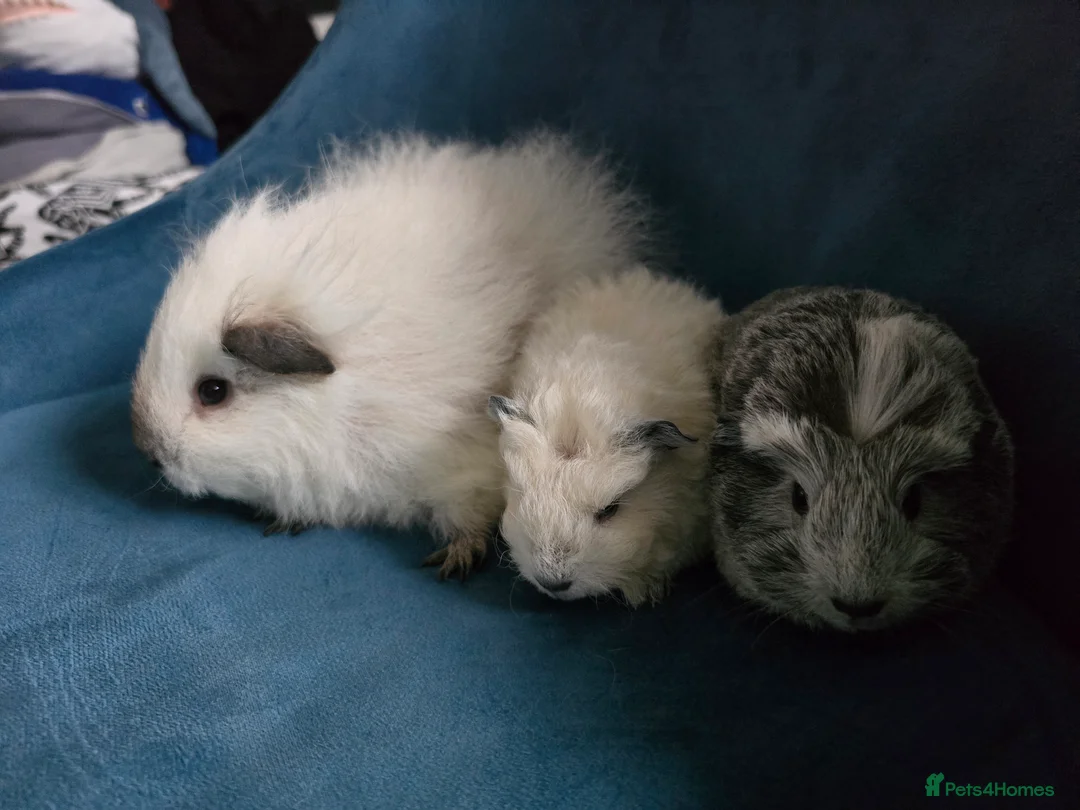 Guinea Pig rodents for sale: Mother & 2 daughters Swiss long haired californian - Advert 3