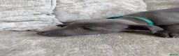 Whippet dogs for sale: I BEAUTIFUL GIRL LEFT READY NOW - Advert 13