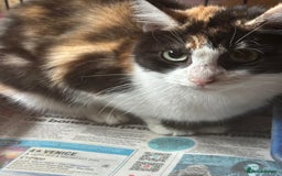Mixed Breed cats for adoption: 6 month old rescue kitten needs home - Advert 2
