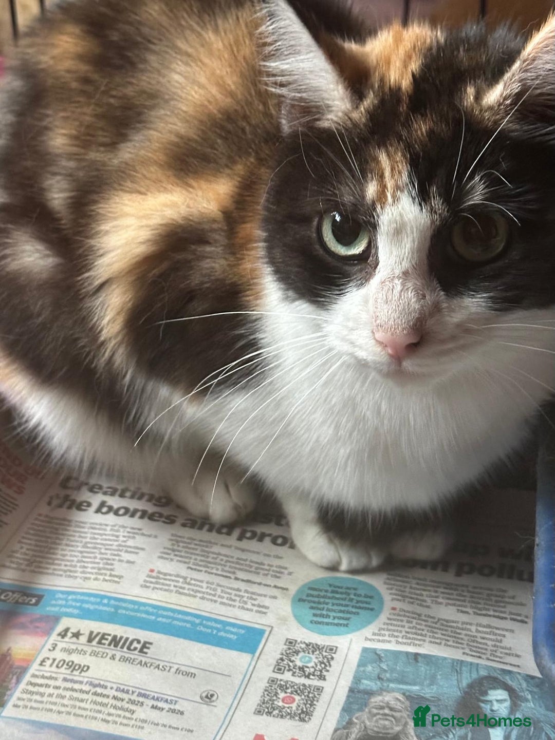 Mixed Breed cats for adoption: 6 month old rescue kitten needs home - Advert 2