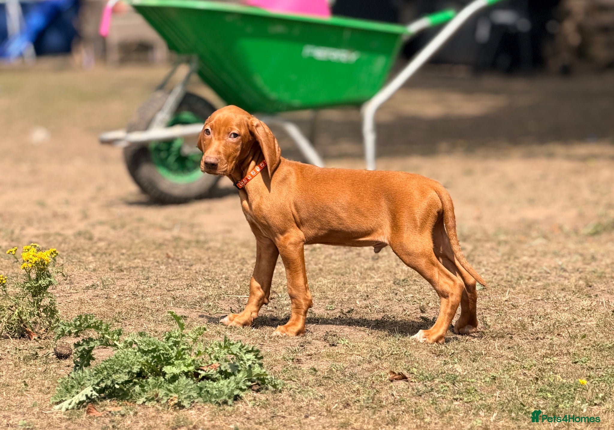 Hungarian Vizsla dogs Premium Male Hungarian Vizsla Puppies ONLY 1  - Advert 2