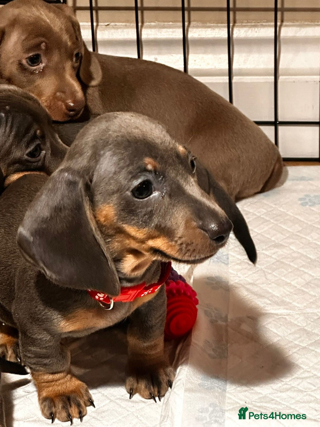 Miniature Dachshund dogs for sale: Beautiful Smooth Haired Dachshund Puppies - Advert 10