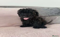 Toy Poodle dogs for sale: Adorable Toy Poodle Puppies READY TO GO!  - Image 6
