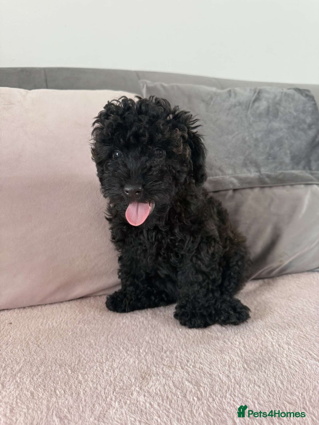 Toy Poodle dogs for sale: Adorable Toy Poodle Puppies READY TO GO!  - Image 6
