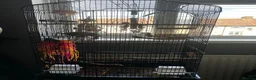 Conures birds for sale: Friendly Green Conure - Hand Raised  - Advert 3