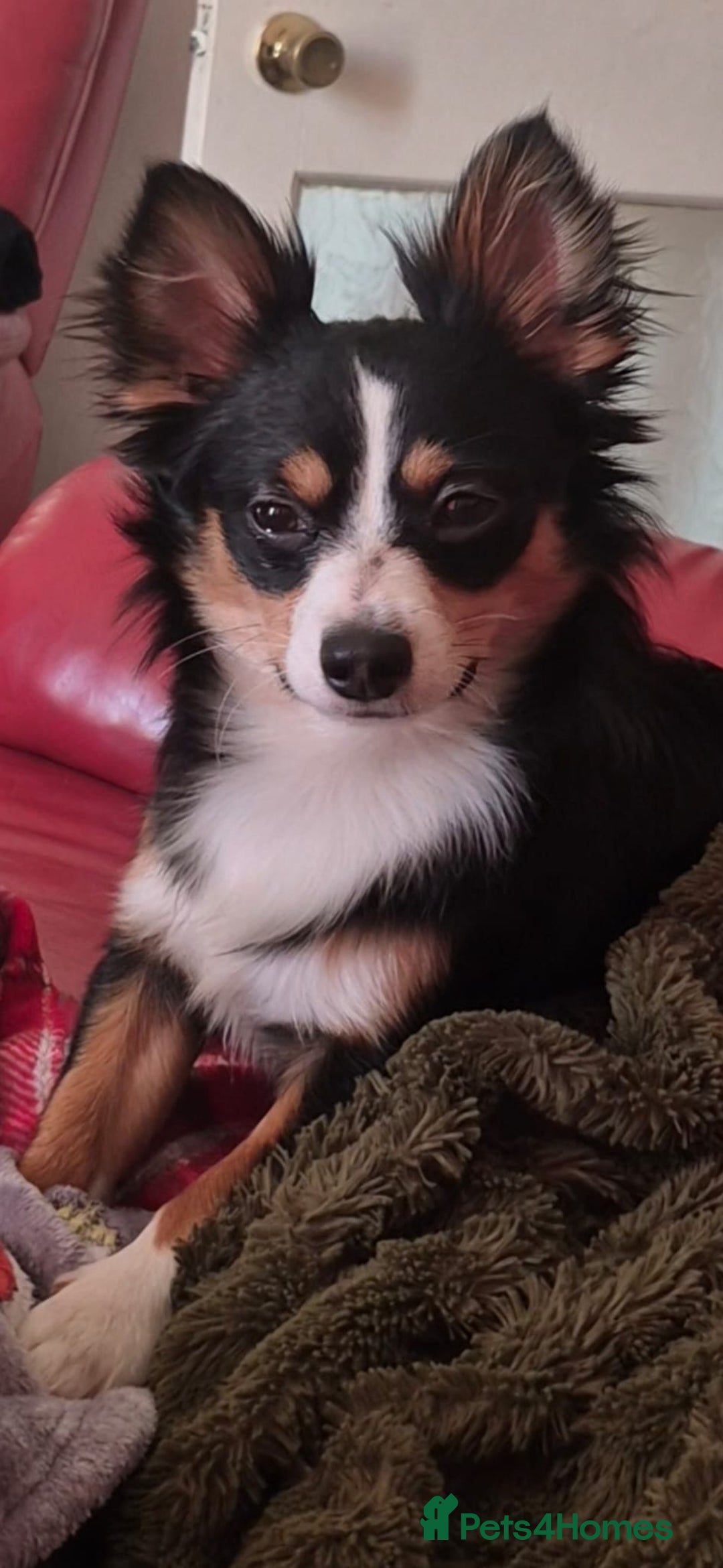 Jack Chi dogs for stud: Teddy the jackchi stud - Advert 3