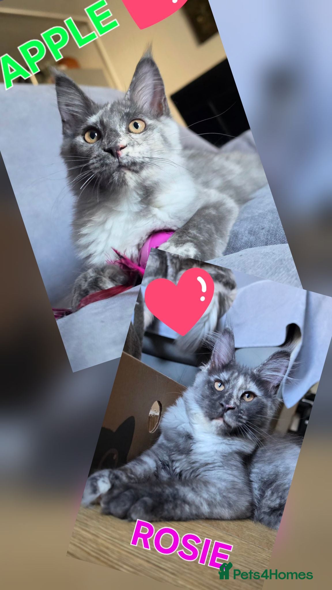 Maine Coon cats Gorgeous pedigree Girls ready now - Advert 1
