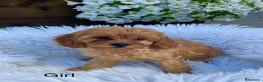 Cavapoo 1