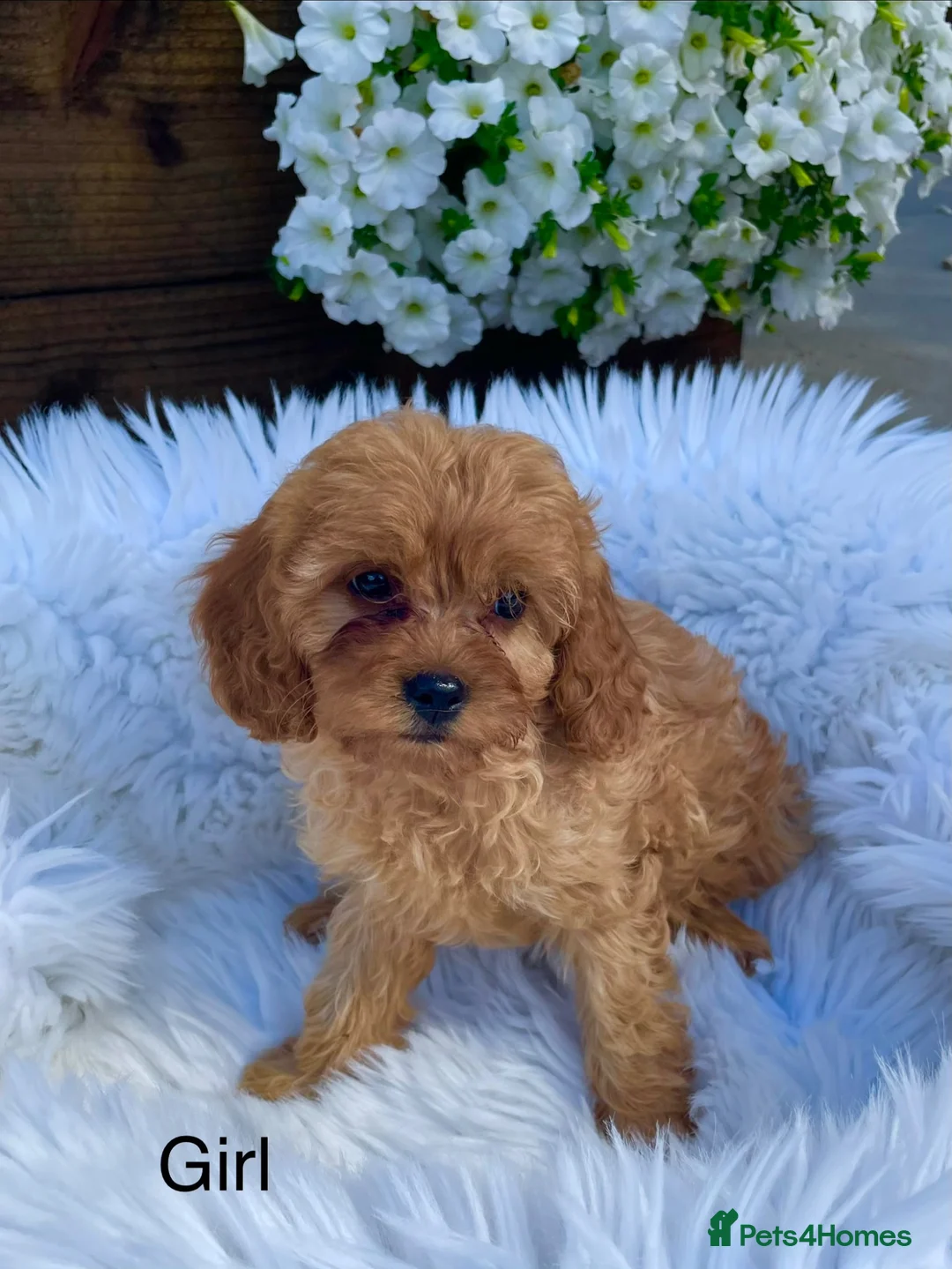 Cavapoo dogs for sale: F1 Cavapoo  - Advert 2