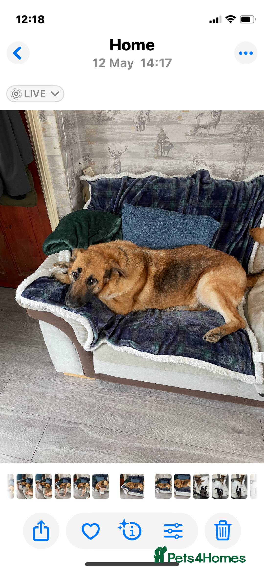 Mixed Breed dogs for sale: Stunning male Border collie cross - Image 2
