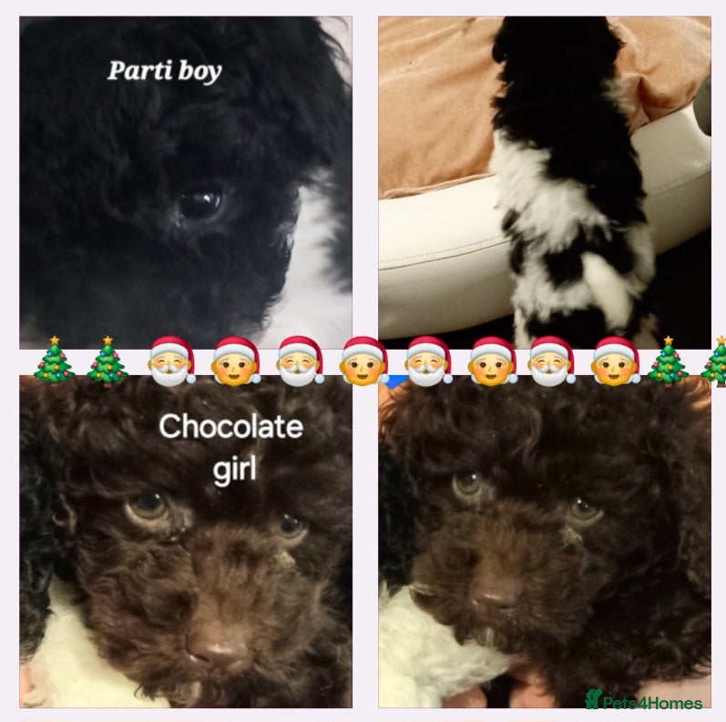 Toy Poodle dogs *FULL PEDIGREE TINY TOY POODLES*READY 21st DEC* - Advert 1