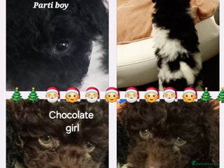 Toy Poodle dogs *FULL PEDIGREE TINY TOY POODLES*READY 21st DEC* - Advert 7