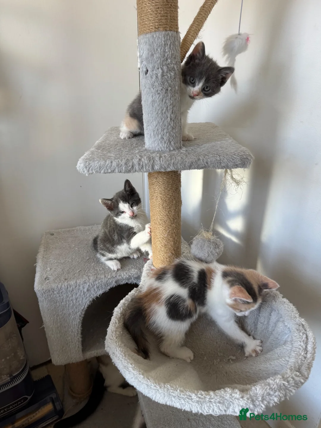 Mixed Breed cats for sale: Beautiful Calico and bicolour Kittens!! - Advert 2
