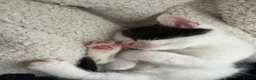 Mixed Breed cats for sale: 🐾 Beautiful and playful Tuxedo & mixed Kittens  - Advert 19