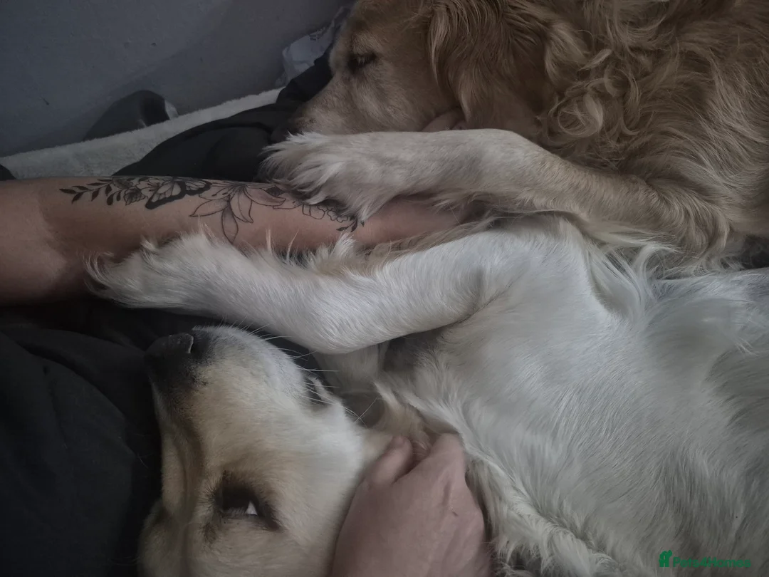 Golden Retriever dogs for sale: Our Bellas first litter x  in Liverpool - Advert 5