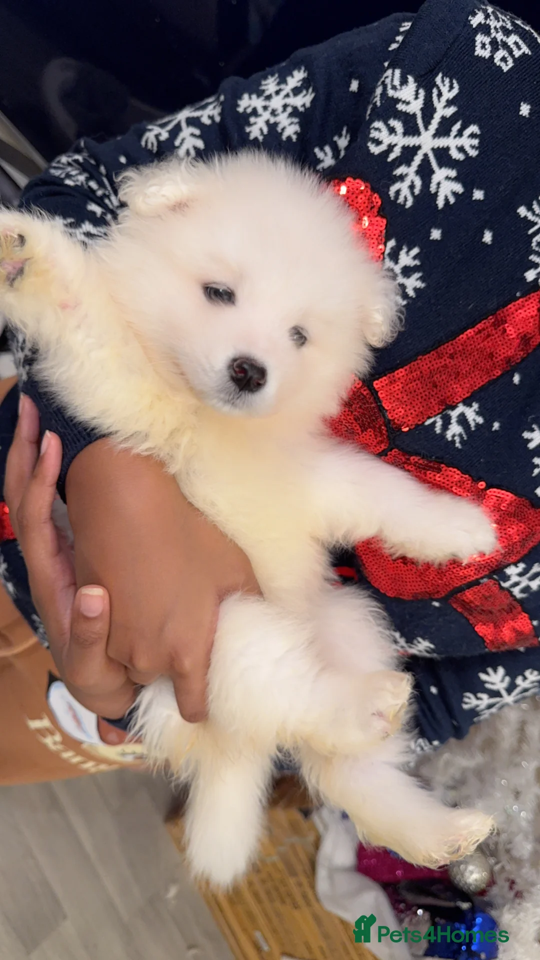 Samoyed dogs for sale: NOW VACCINATED AND CHIPPED Last pup remains ❤️ - Advert 12
