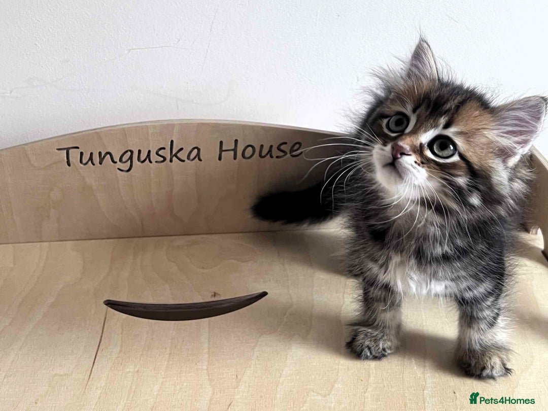Siberian cats for sale: Beautiful purebred Siberian kittens-Hypoallergenic - Image 38