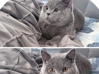 British Shorthair cats in Lincoln - Advert 16