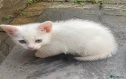 American Curl cats for sale: 2 baby cat - Image 2