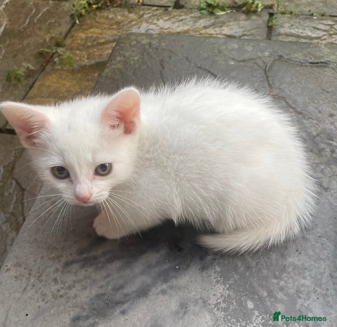 American Curl cats for sale: 2 baby cat - Image 2