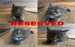 Maine Coon cats for sale: First Litter 6 Pure Maine Coon Kittens - Image 7