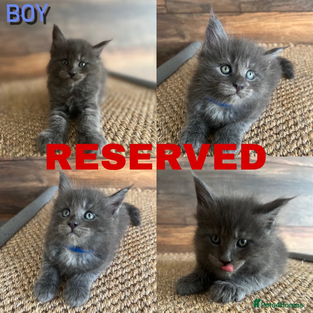 Maine Coon cats for sale: First Litter 6 Pure Maine Coon Kittens - Image 7