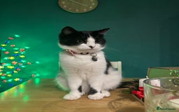 Mixed Breed cats for sale: Loving friendly cat for sale  - Image 4