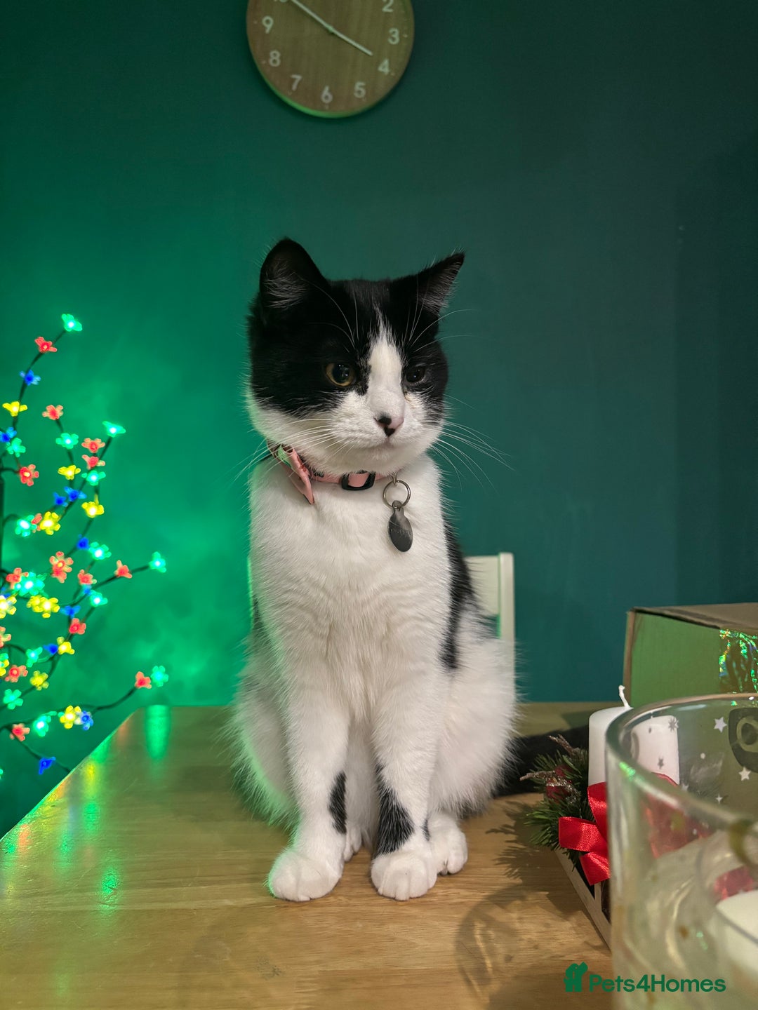 Mixed Breed cats for sale: Loving friendly cat for sale  - Image 4