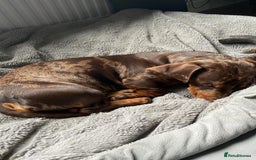 Dachshund dogs for sale: Dachshund puppy’s one boy and four girls  - Image 12